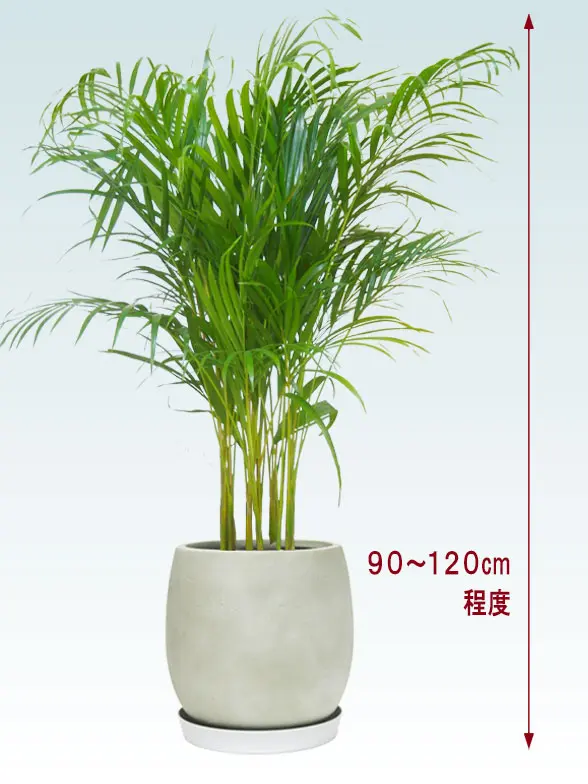 アレカヤシ拡大横から画像