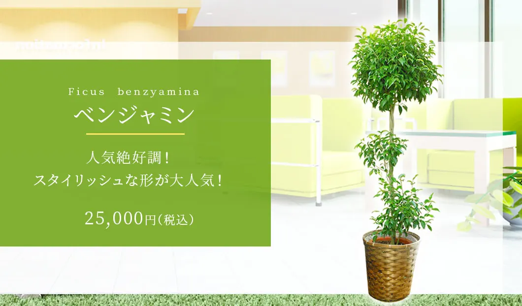 ベンジャミン 観葉植物 25,000円(税込)