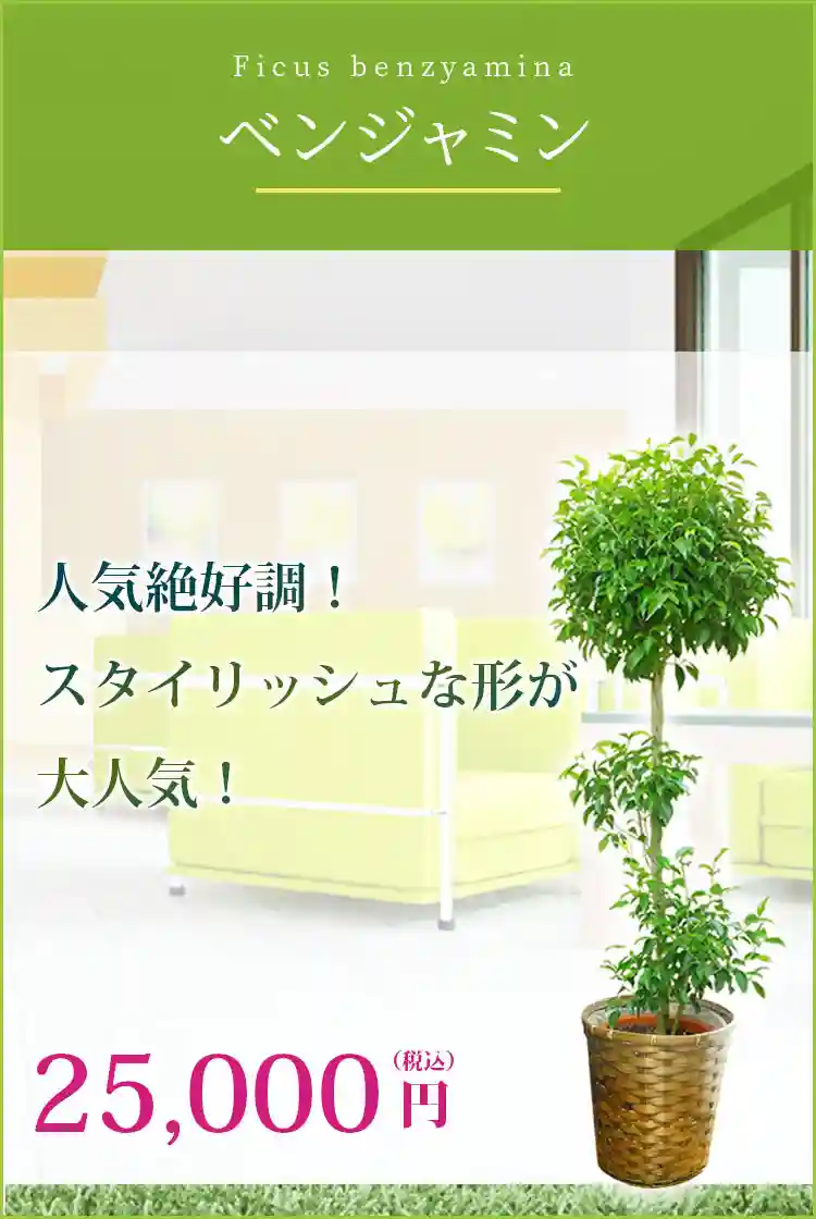 ベンジャミン 観葉植物 25,000円(税込)