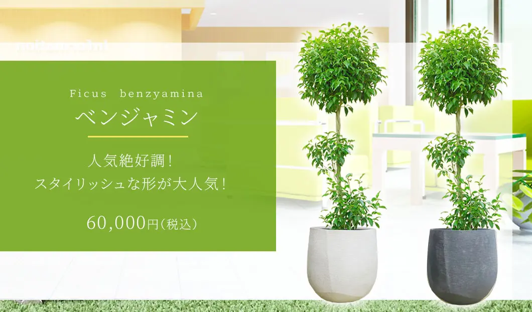 ベンジャミン 観葉植物 60,000円(税込)