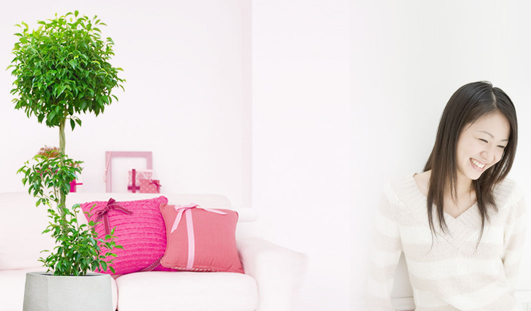 ギフトやインテリアに人気の観葉植物ベンジャミン