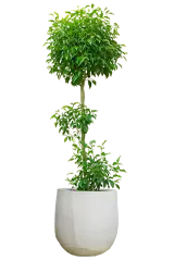 ベンジャミン全体画像