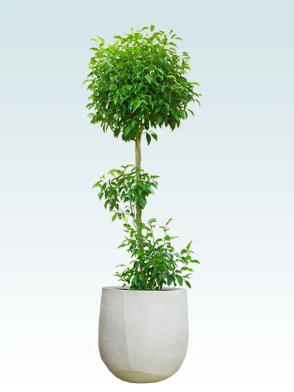 ベンジャミン拡大横から画像