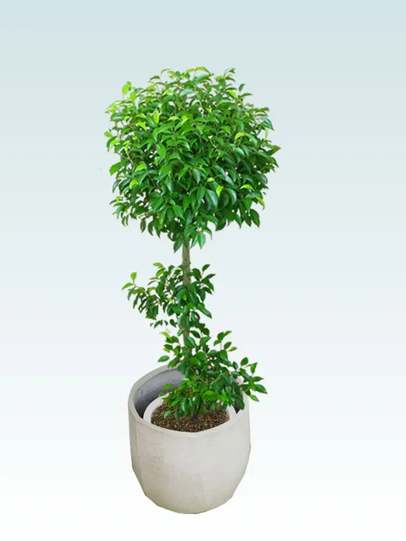 ベンジャミン葉っぱ枝も入った画像