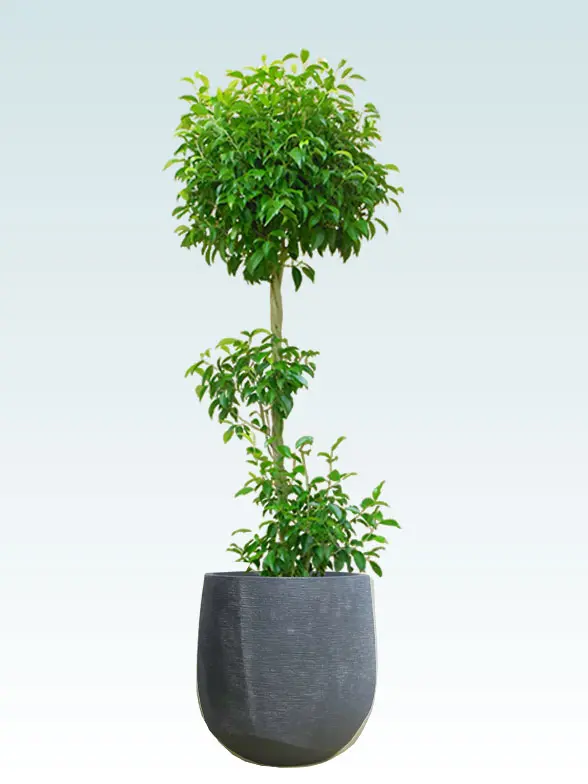 ベンジャミン葉っぱ枝も入った画像