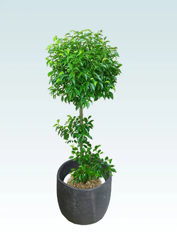 ウンベラータ葉っぱ枝も入った画像