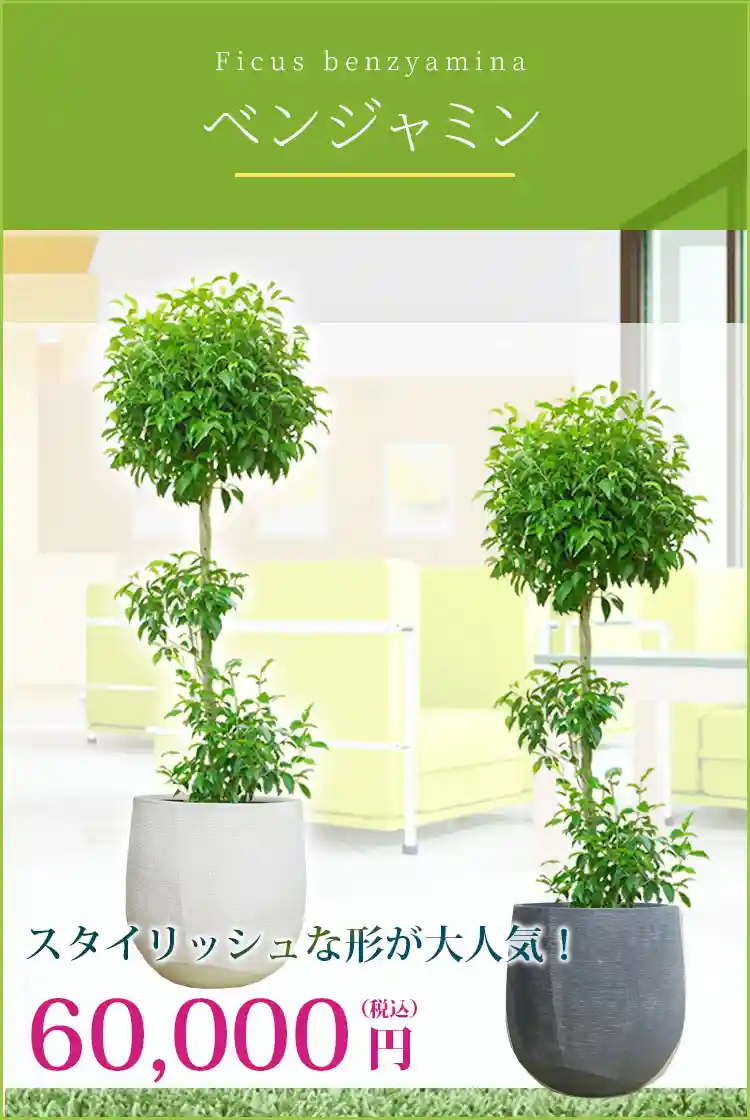 ベンジャミン 観葉植物 60,000円(税込)