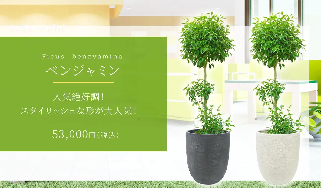 ベンジャミン 観葉植物 53,000円(税込)