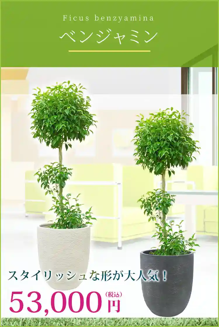ベンジャミン 観葉植物 53,000円(税込)