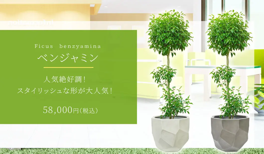 ベンジャミン 観葉植物 58,000円(税込)