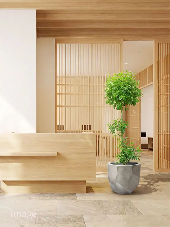 ウンベラータ葉っぱ枝も入った画像