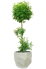 ベンジャミン全体画像