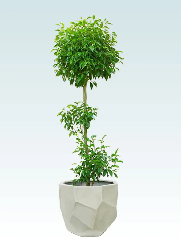 ベンジャミン拡大横から画像