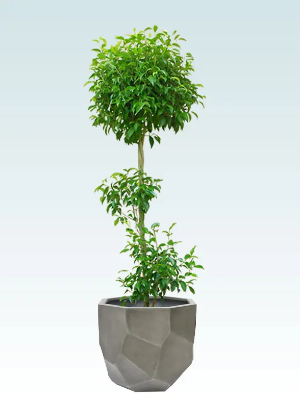 ベンジャミン葉っぱ枝も入った画像