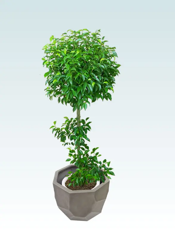 ウンベラータ葉っぱ枝も入った画像