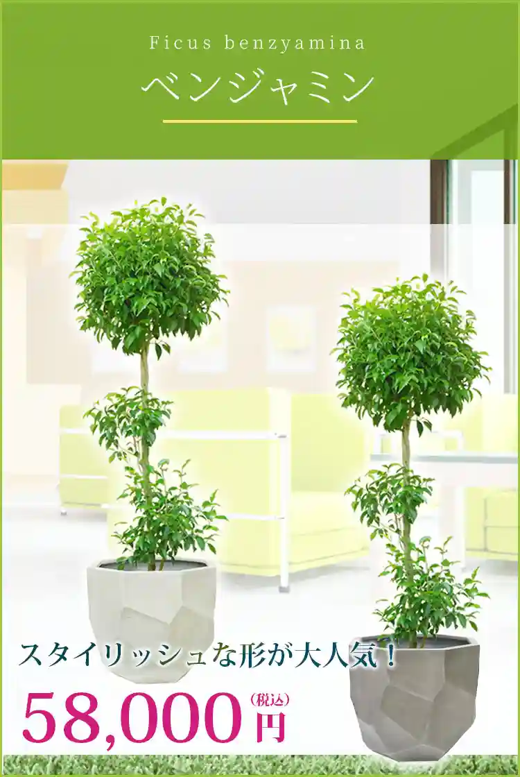 ベンジャミン 観葉植物 58,000円(税込)