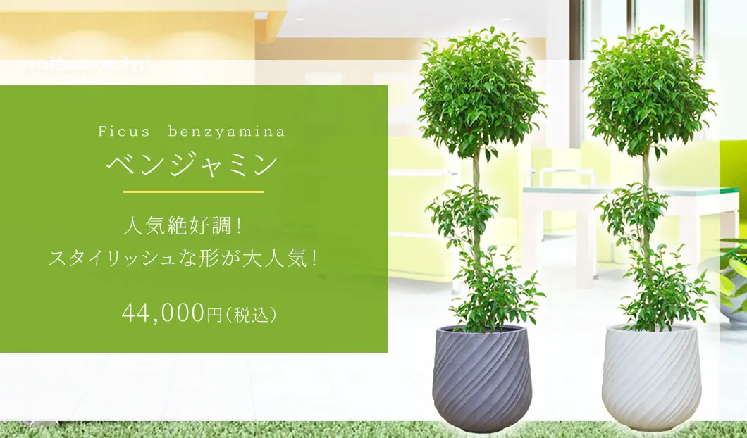 ベンジャミン 観葉植物 44,000円(税込)
