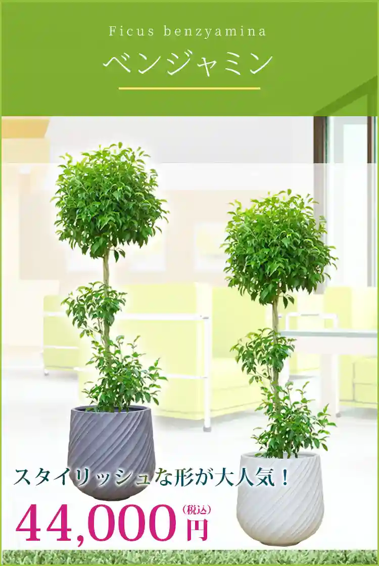 ベンジャミン 観葉植物 44,000円(税込)