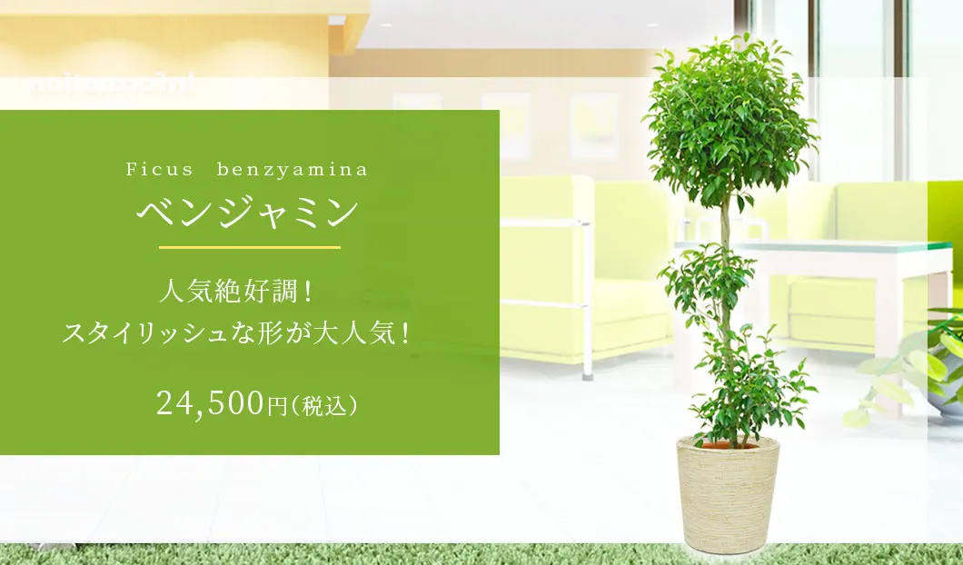 ベンジャミン 観葉植物 23,500円(税込)