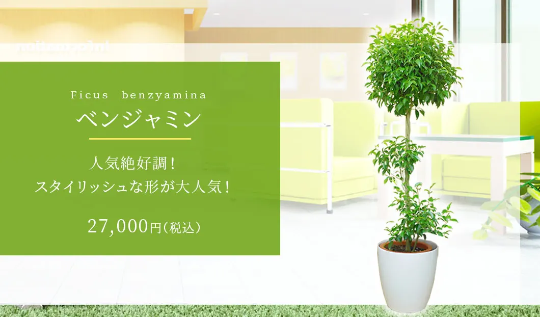 ベンジャミン 観葉植物 27,000円(税込)