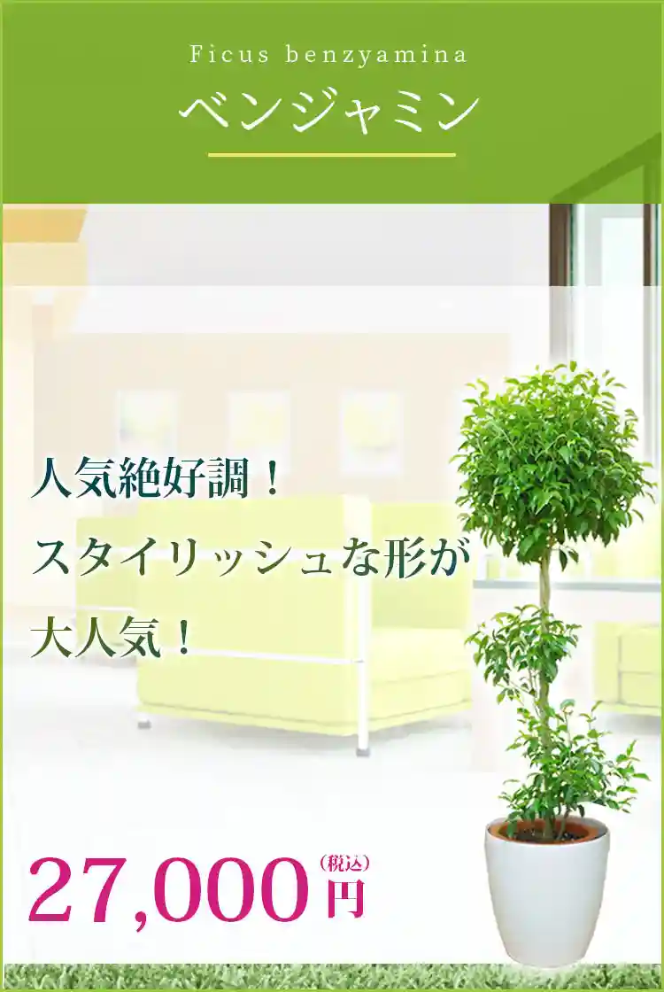 ベンジャミン 観葉植物 27,000円(税込)