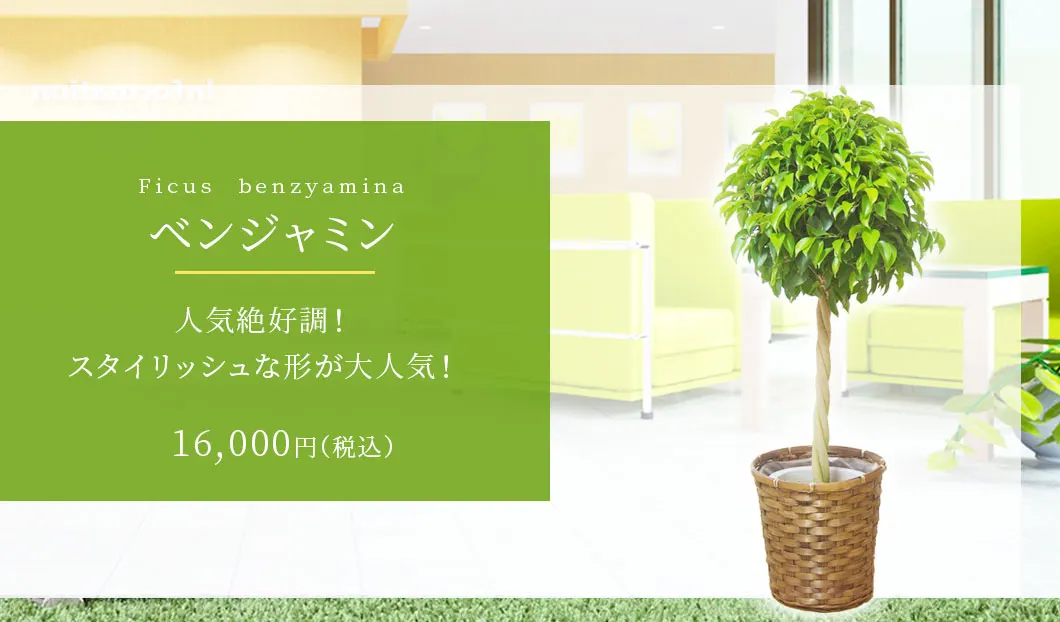 ベンジャミン 観葉植物 14,000円(税込)