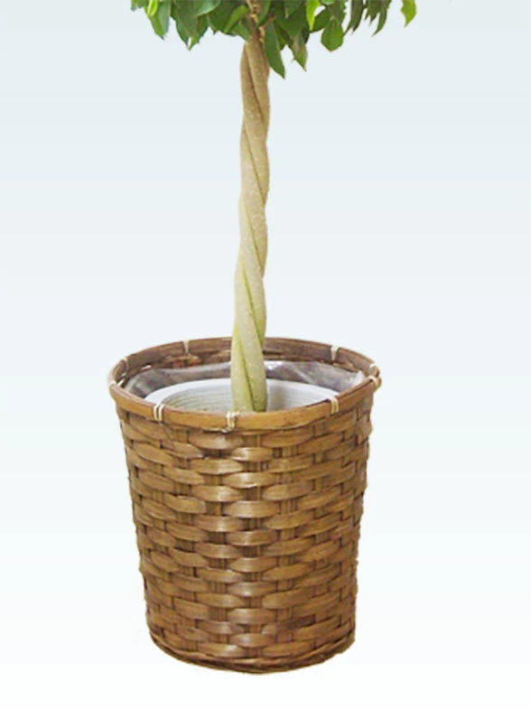 ベンジャミン籐製の鉢カバーイメージ画像