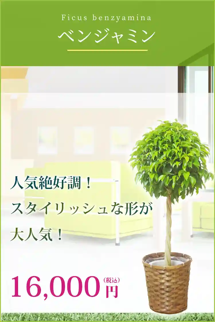 ベンジャミン 観葉植物 14,000円(税込)