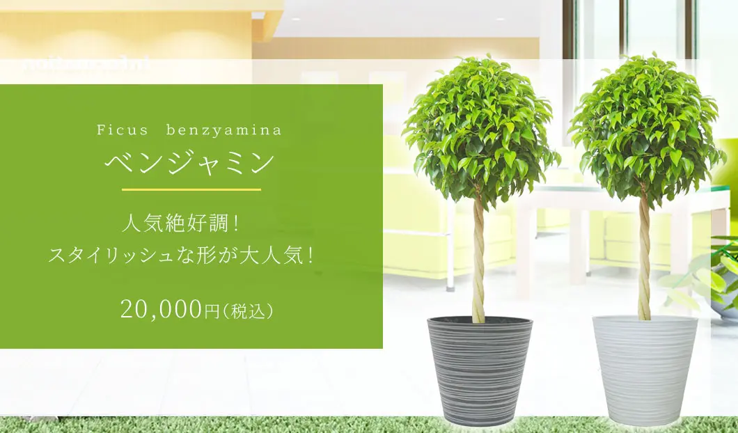 ベンジャミン 観葉植物 20,000円(税込)