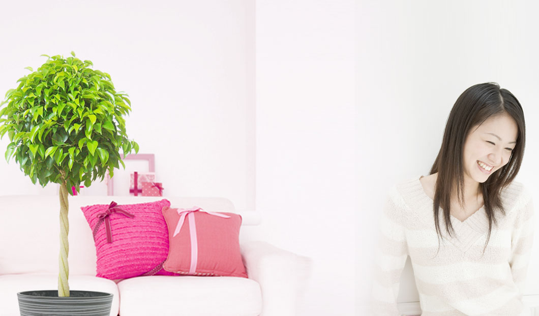 ギフトやインテリアに人気の観葉植物ベンジャミン