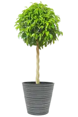 ベンジャミン全体画像