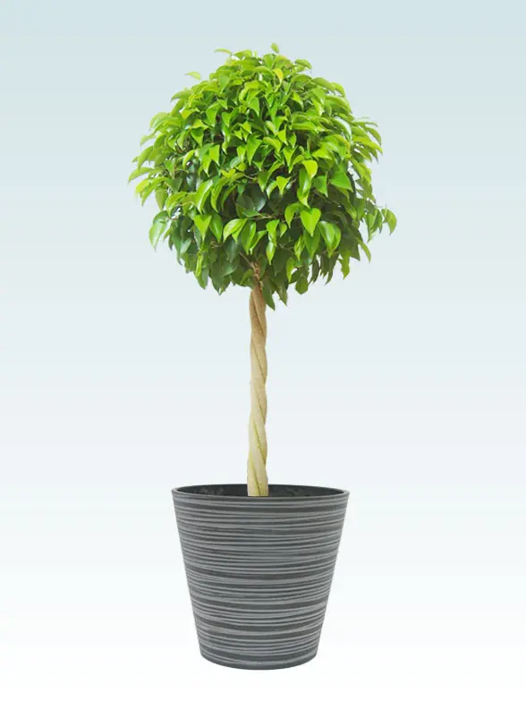 ベンジャミン拡大横から画像