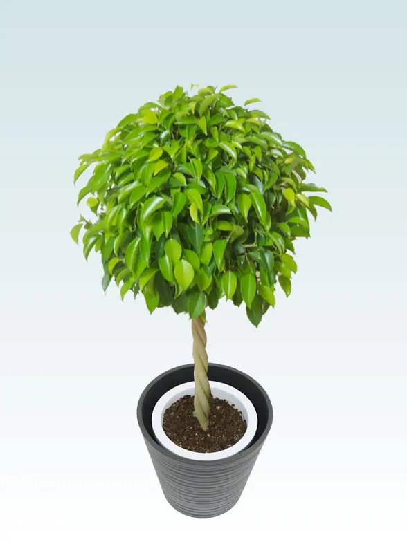 ベンジャミン葉っぱ枝も入った画像