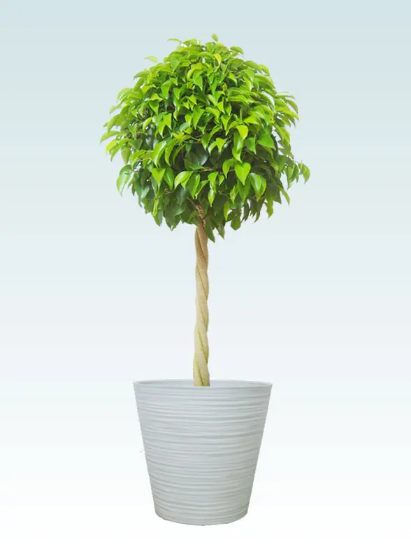 ベンジャミン葉っぱ枝も入った画像