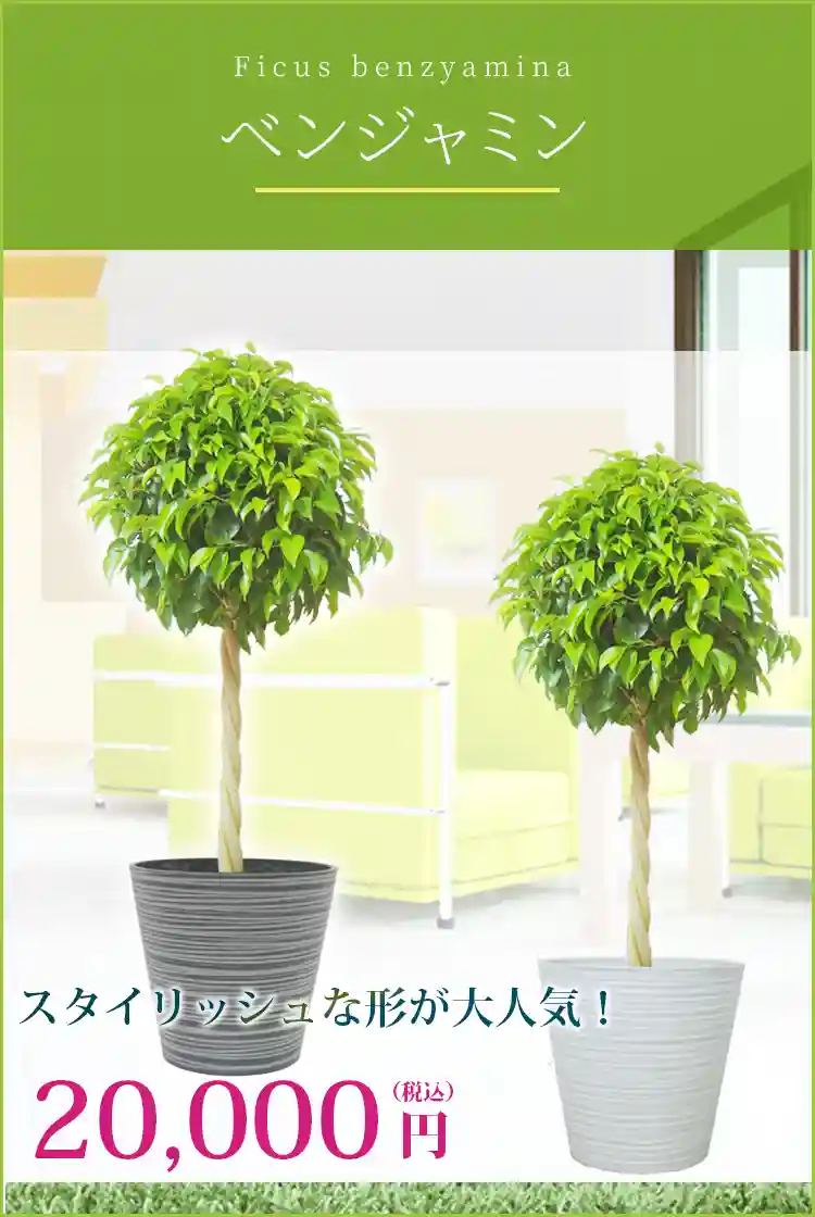 ベンジャミン 観葉植物 20,000円(税込)