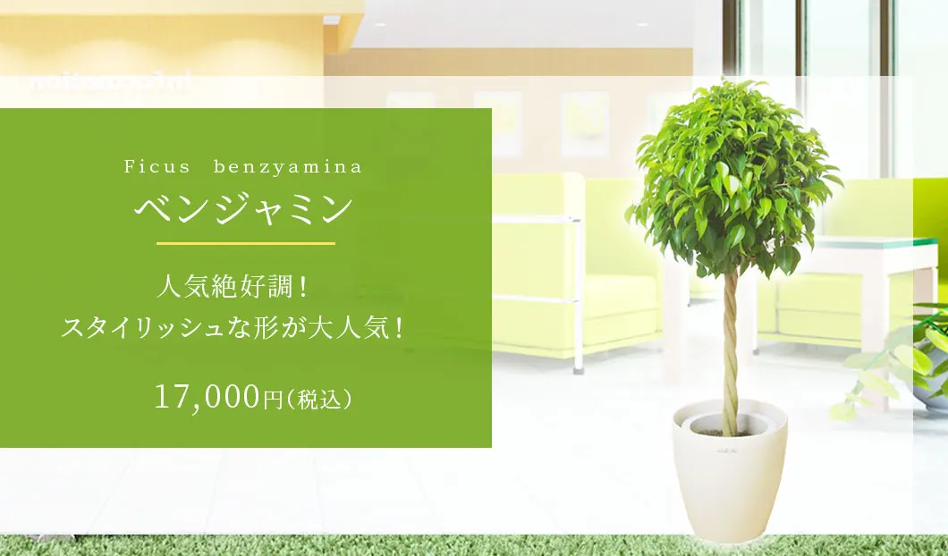 ベンジャミン 観葉植物 15,000円(税込)