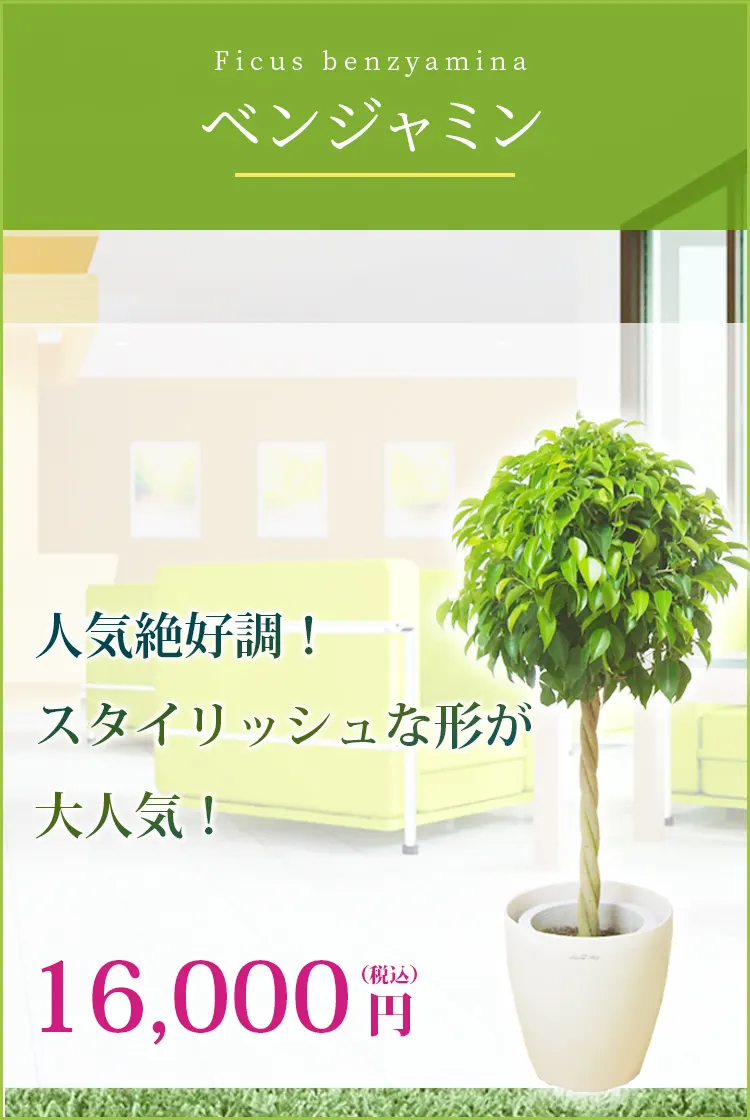 ベンジャミン 観葉植物 15,000円(税込)