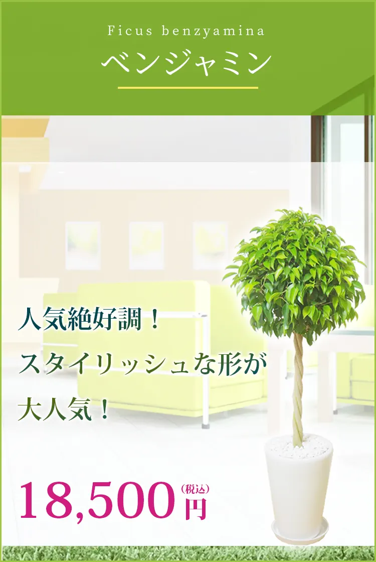 ベンジャミン 観葉植物 17,500円(税込)