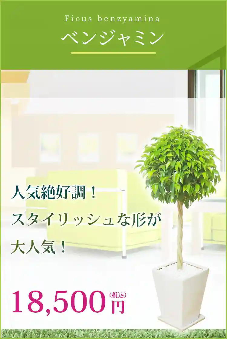 ベンジャミン 陶器鉢植込み、スクエアタイプ白色、観葉植物 17,500円(税込)