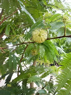 エバーフレッシュの花の画像