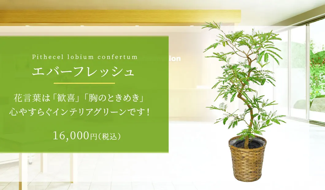 エバーフレッシュ 観葉植物 14,800円(税込)