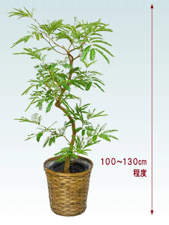 エバーフレッシ斜め上から全体画像