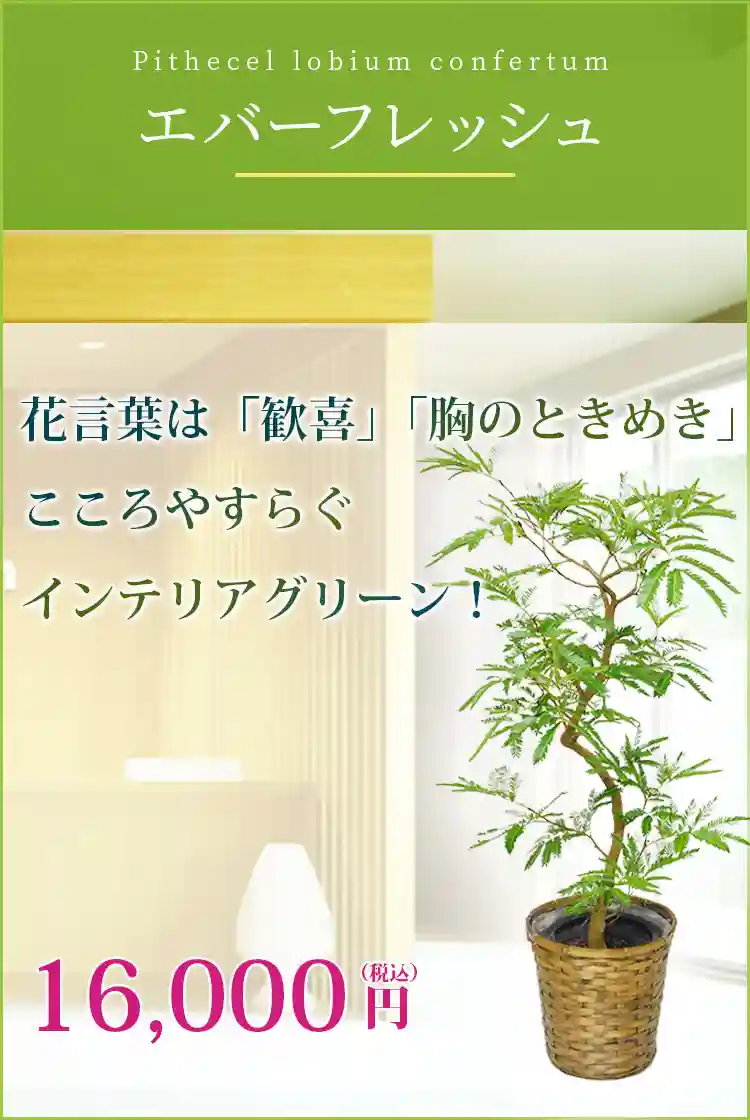 エバーフレッシュ 観葉植物 14,800円(税込)