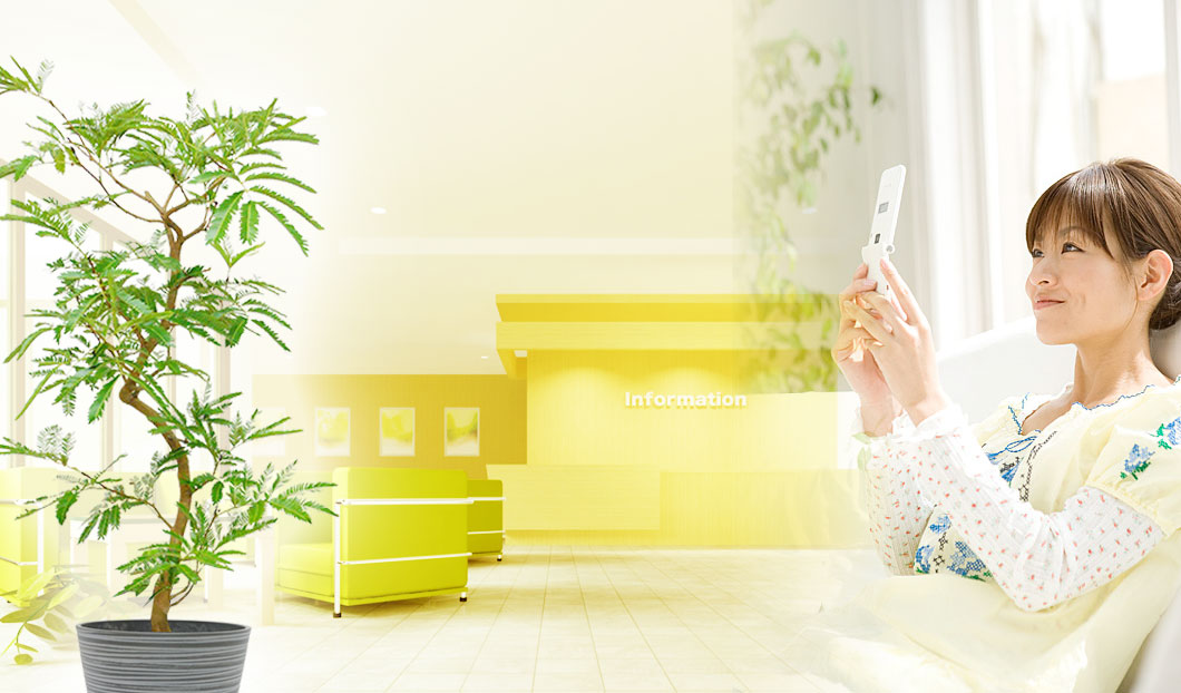 ギフトやインテリアに人気の観葉植物エバーフレッシュ