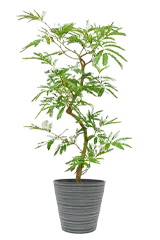 エバーフレッシュ全体画像