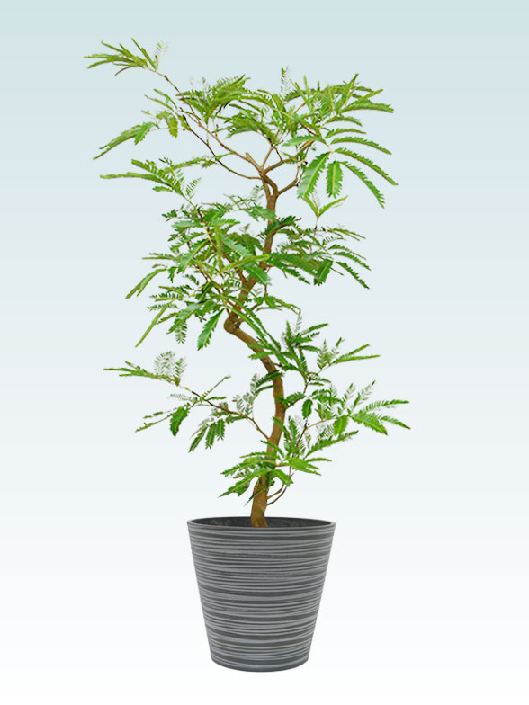 エバーフレッシュ Mサイズ エコフレンドリーポット付