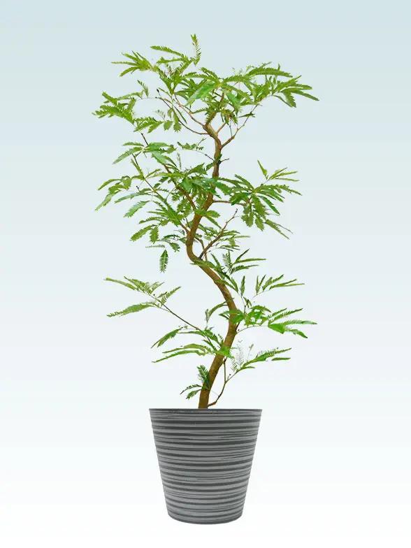 エバーフレッシュ葉っぱ拡大画像