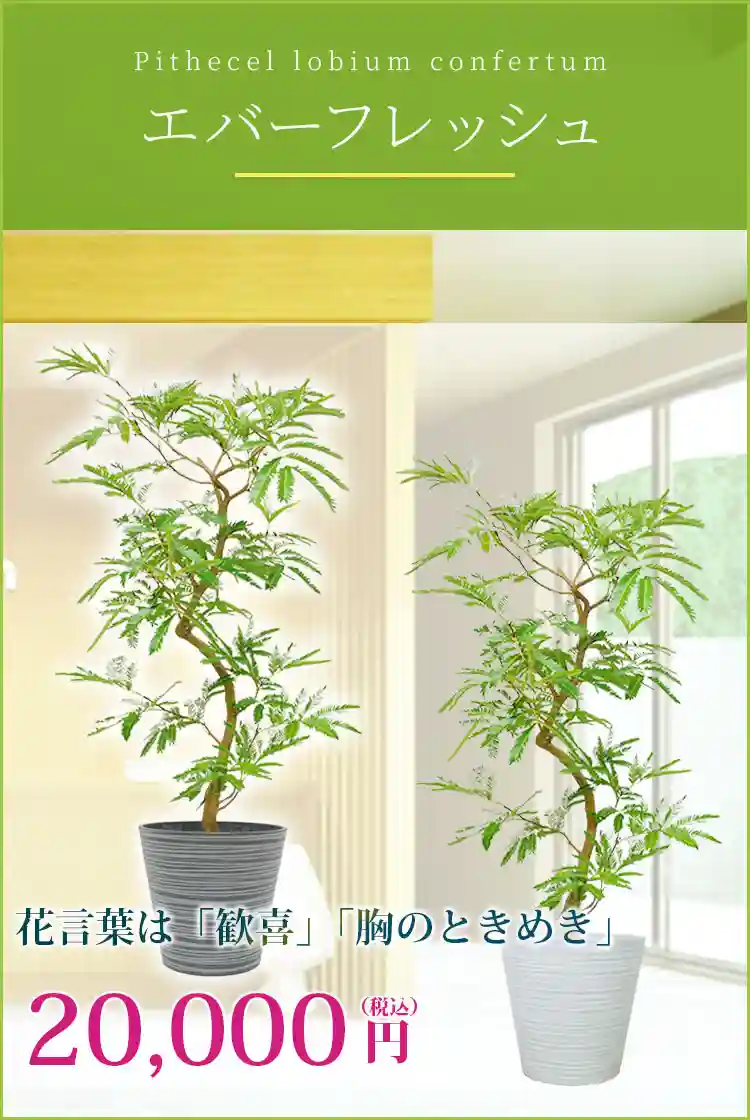 エバーフレッシュ 観葉植物 20,000円(税込)
