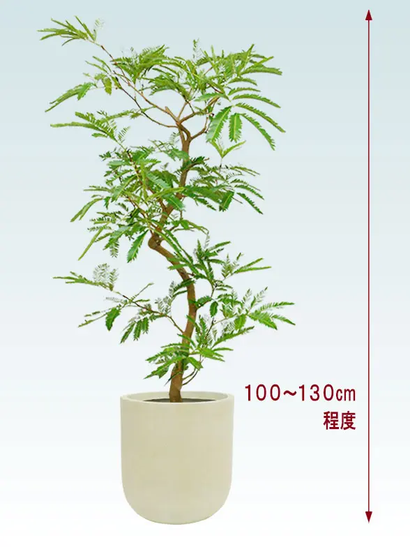 エバーフレッシ斜め上から全体画像