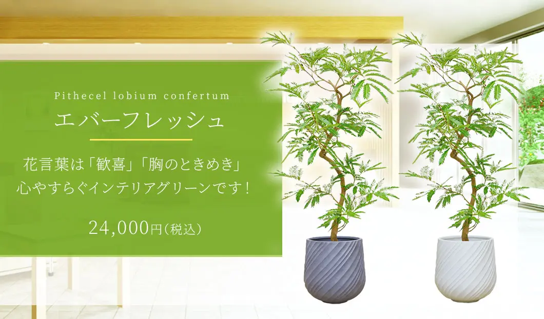 エバーフレッシュ 観葉植物 24,000円(税込)